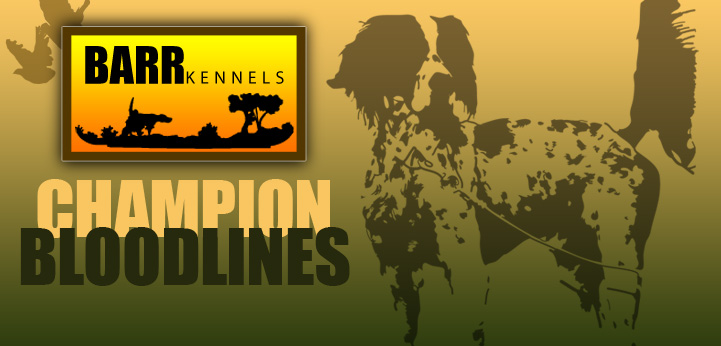 Barr Kennels Champion Bloodlines